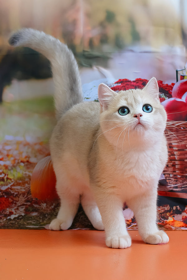 Sapfir | British Shorthair Kitten