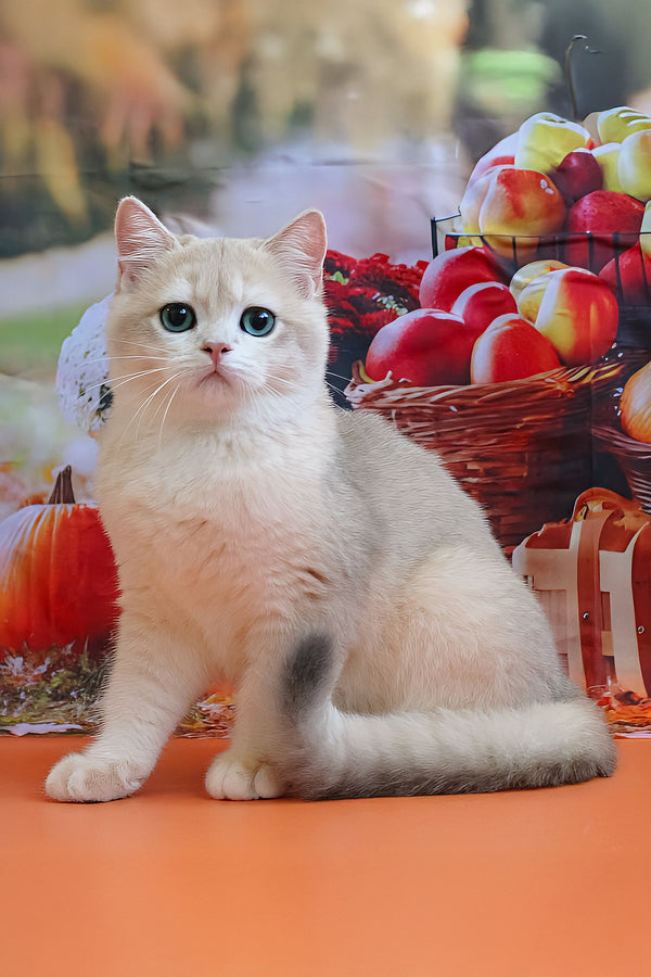 Sapfir | British Shorthair Kitten