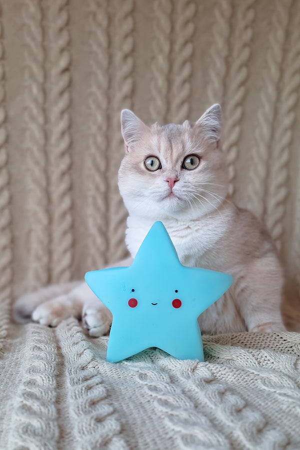 Sapphire | British Shorthair Kitten