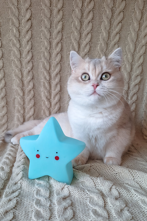 Sapphire | British Shorthair Kitten