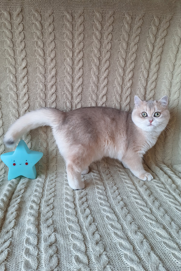 Sapphire | British Shorthair Kitten