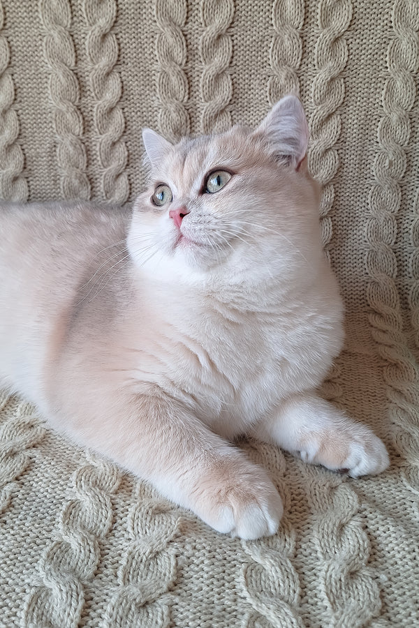 Sapphire | British Shorthair Kitten