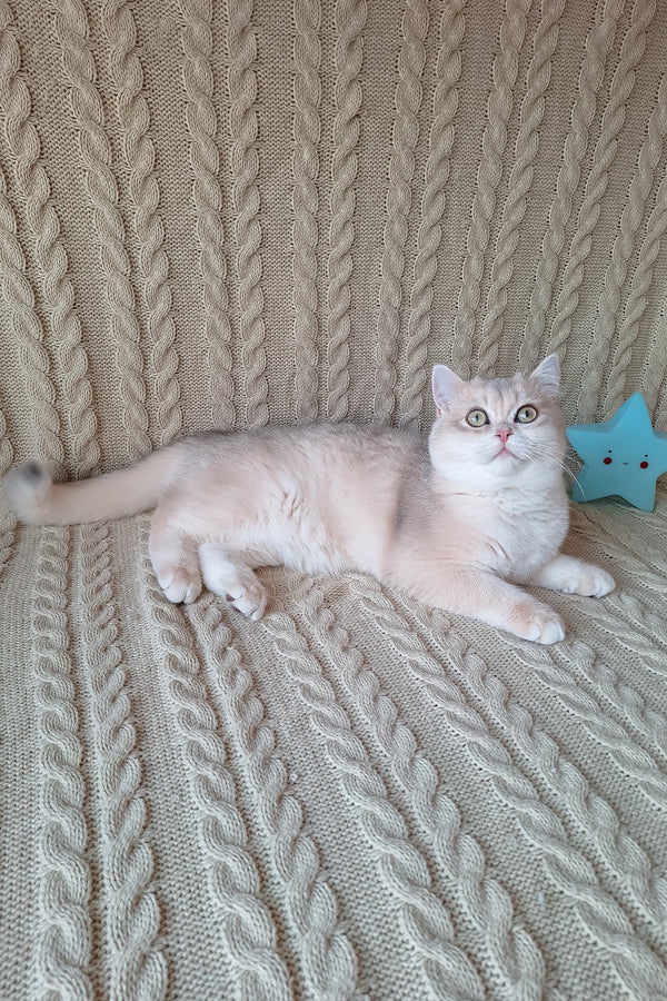 Sapphire | British Shorthair Kitten