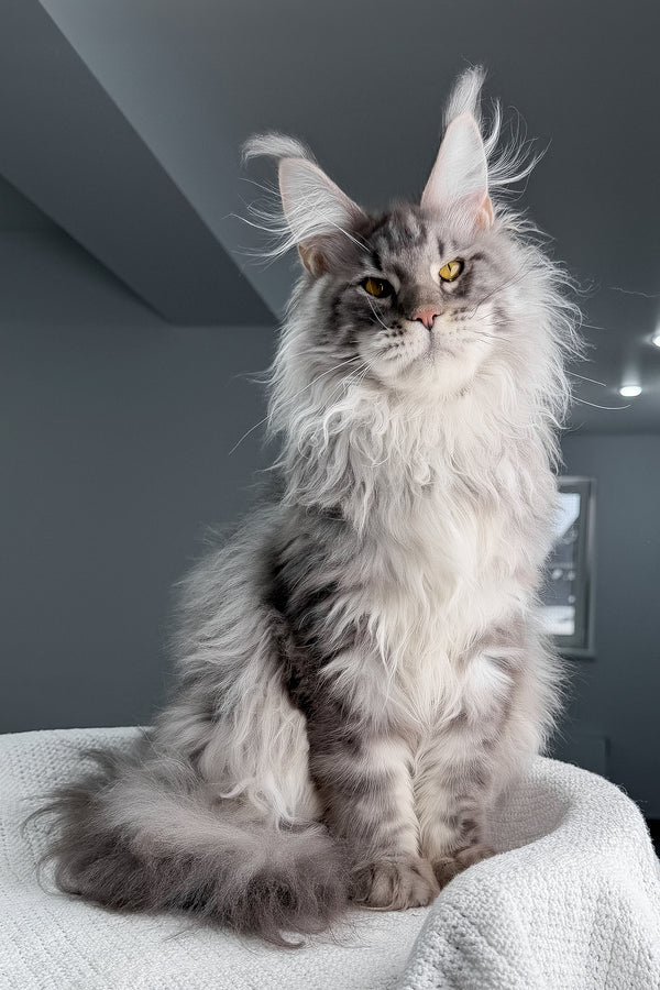 Sharon | Maine Coon Kitten