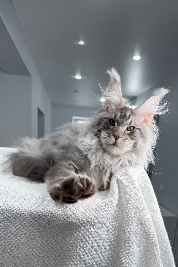 Sharon | Maine Coon Kitten