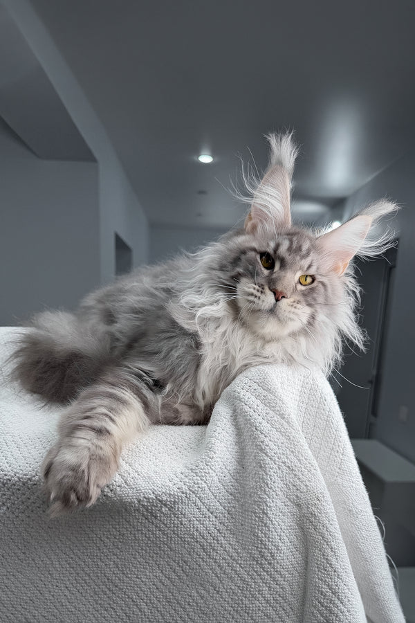 Sharon | Maine Coon Kitten
