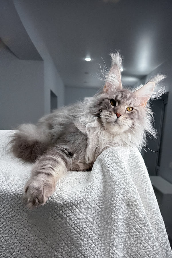 Sharon | Maine Coon Kitten