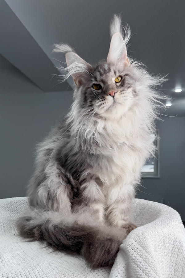 Sharon | Maine Coon Kitten