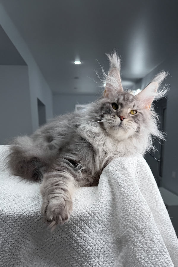 Sharon | Maine Coon Kitten