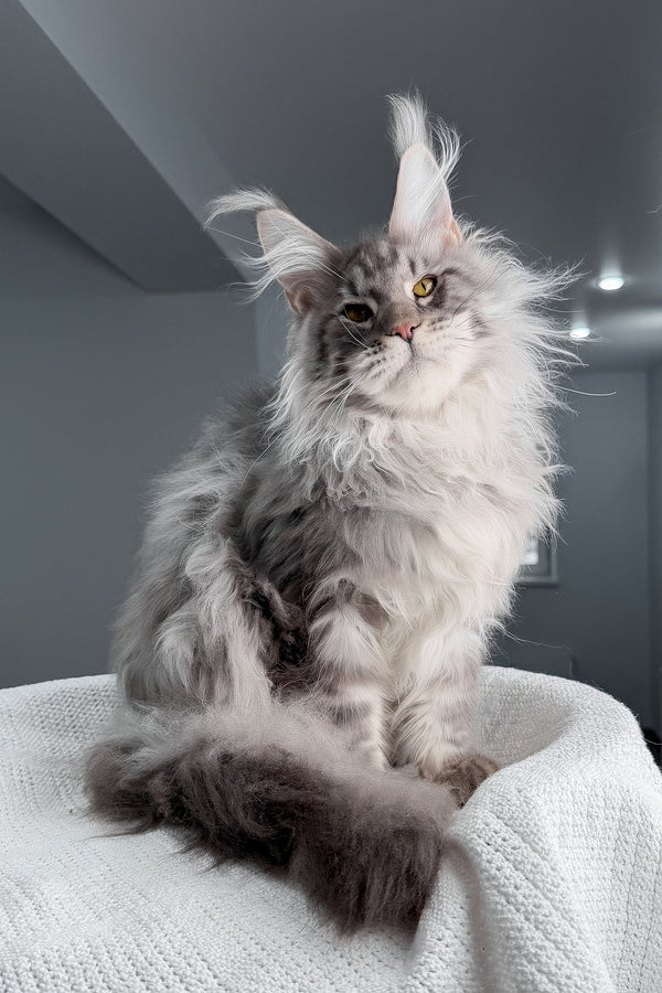 Sharon | Maine Coon Kitten