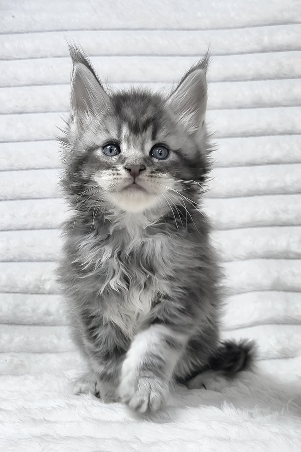 Senya | Maine Coon Kitten
