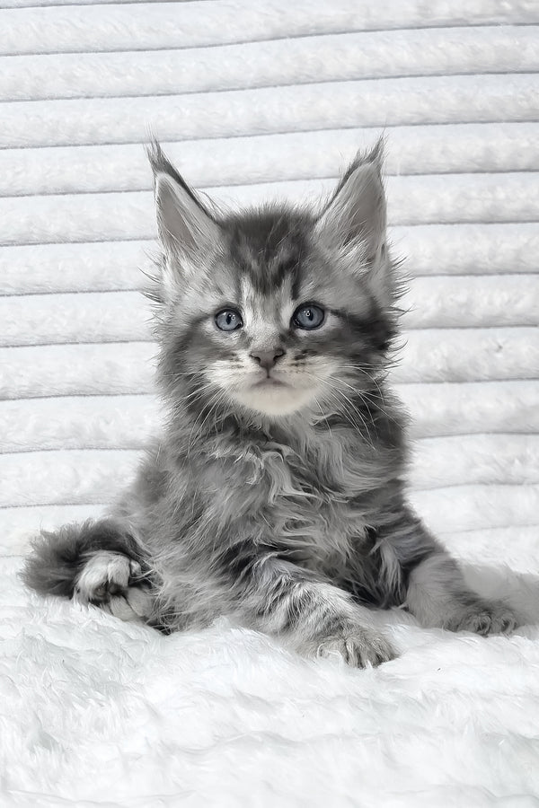 Senya | Maine Coon Kitten