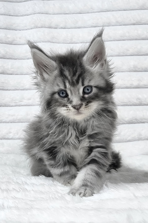 Senya | Maine Coon Kitten