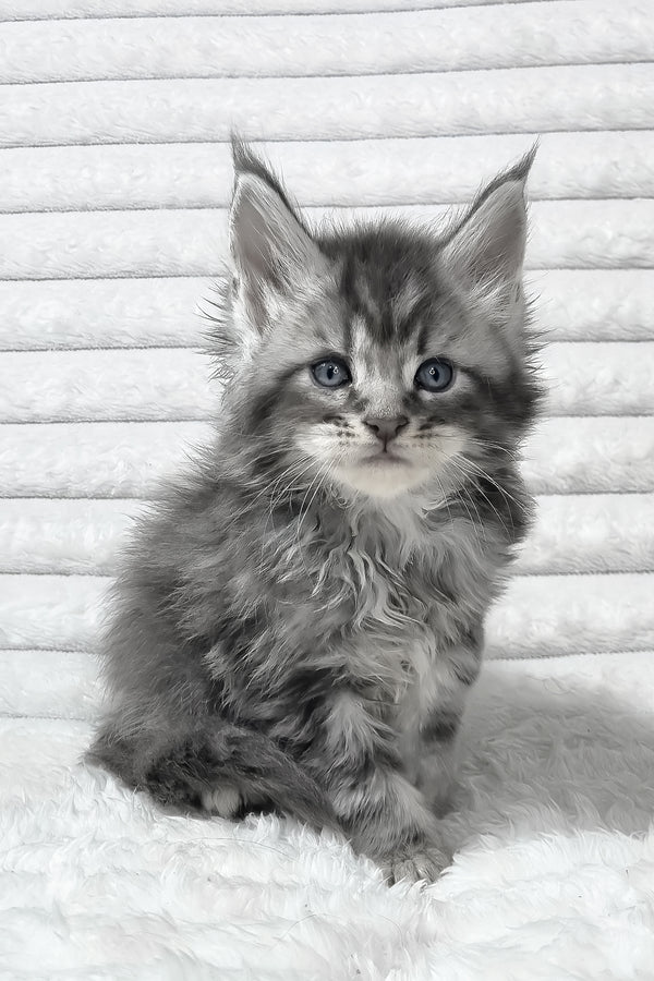 Senya | Maine Coon Kitten