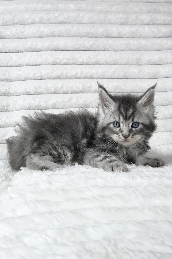 Senya | Maine Coon Kitten