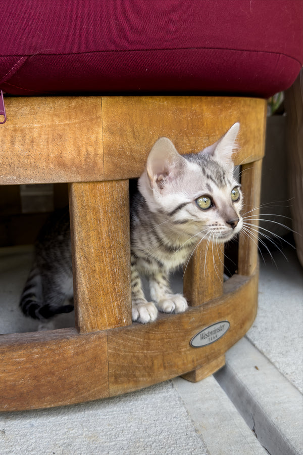 Serenelle | Bengal Kitten