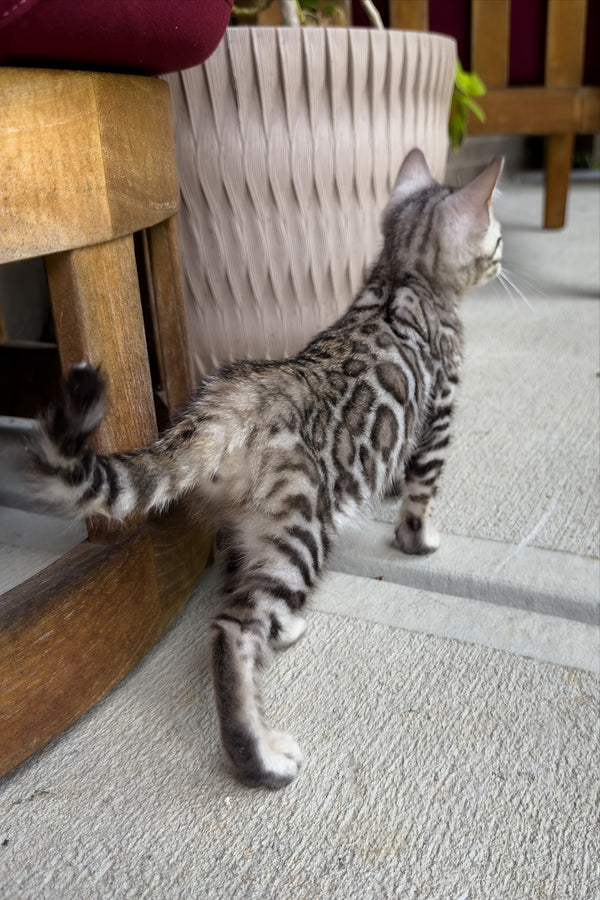 Serenelle | Bengal Kitten