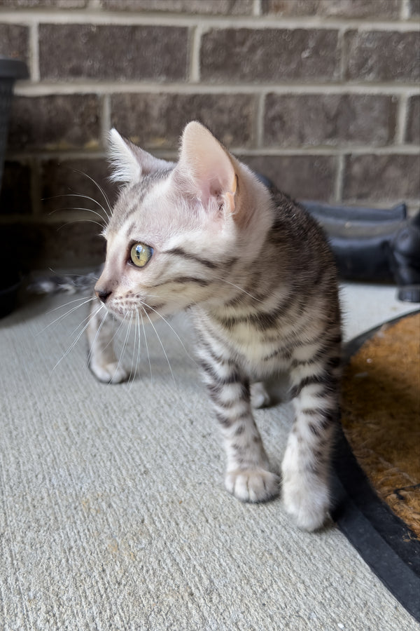 Serenelle | Bengal Kitten