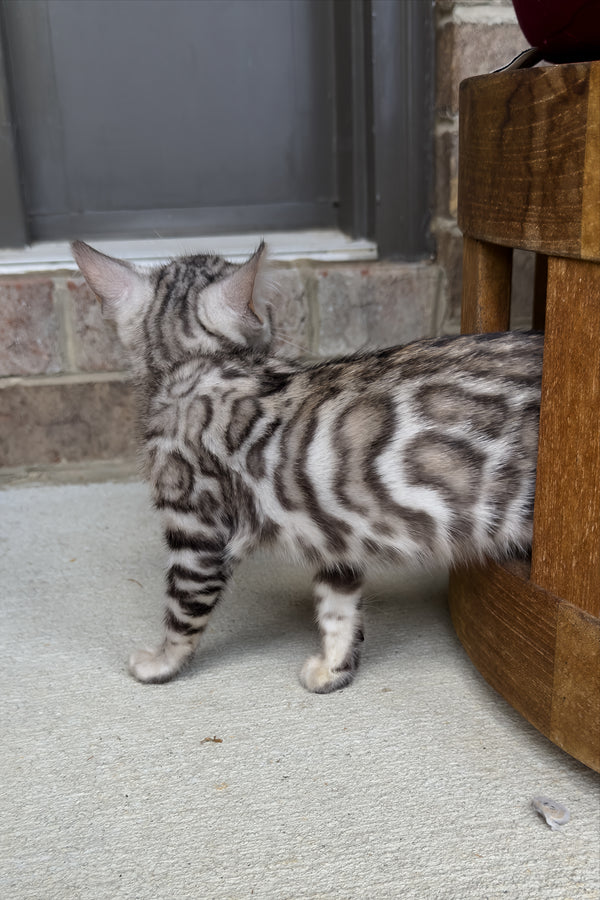 Serenelle | Bengal Kitten