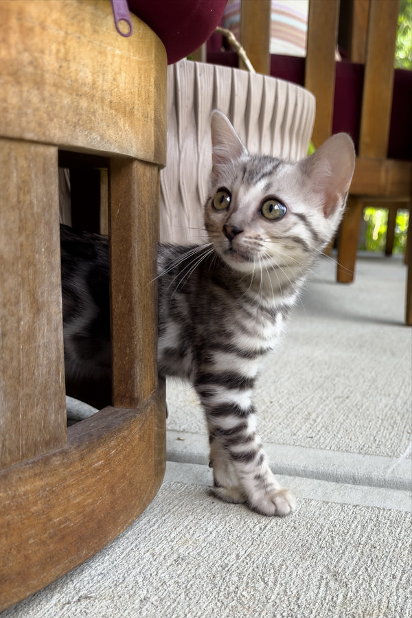 Serenelle | Bengal Kitten