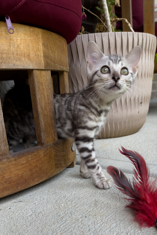 Serenelle | Bengal Kitten