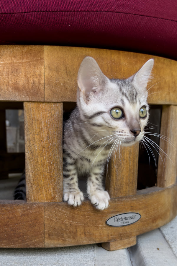 Serenelle | Bengal Kitten