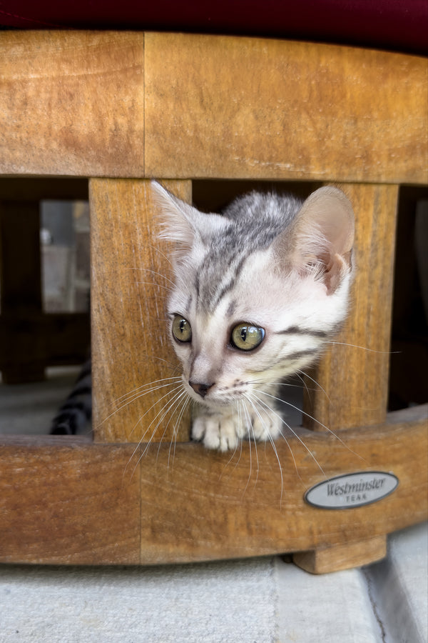 Serenelle | Bengal Kitten