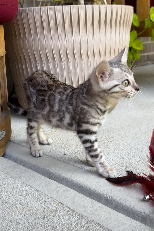 Serenelle | Bengal Kitten