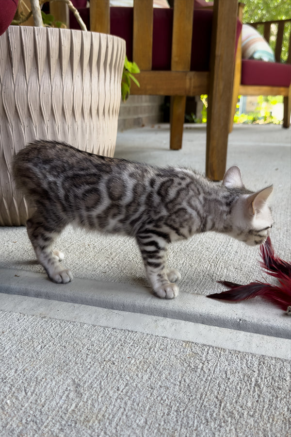 Serenelle | Bengal Kitten
