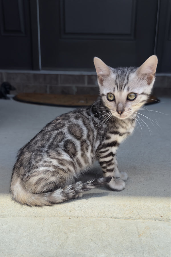 Serenelle | Bengal Kitten