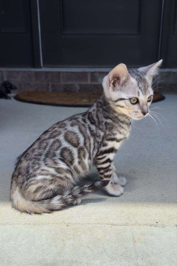 Serenelle | Bengal Kitten