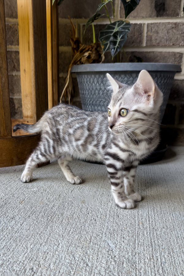 Serenelle | Bengal Kitten