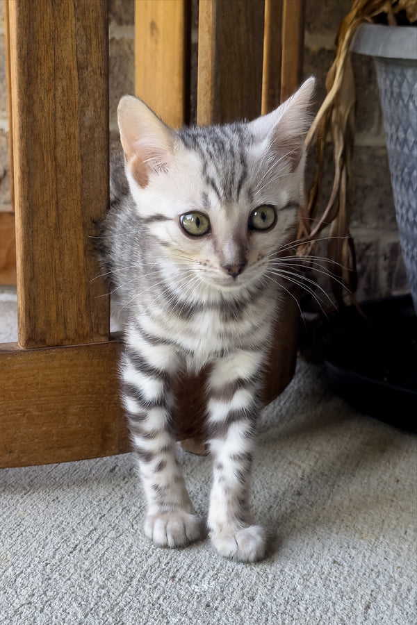 Serenelle | Bengal Kitten