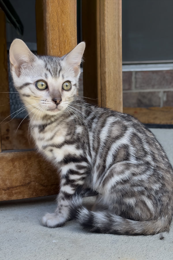 Serenelle | Bengal Kitten