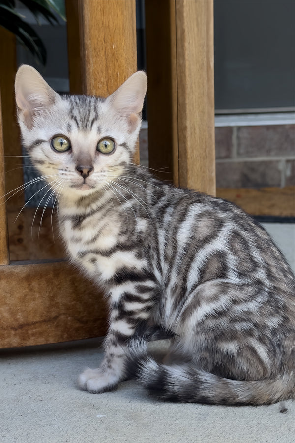 Serenelle | Bengal Kitten