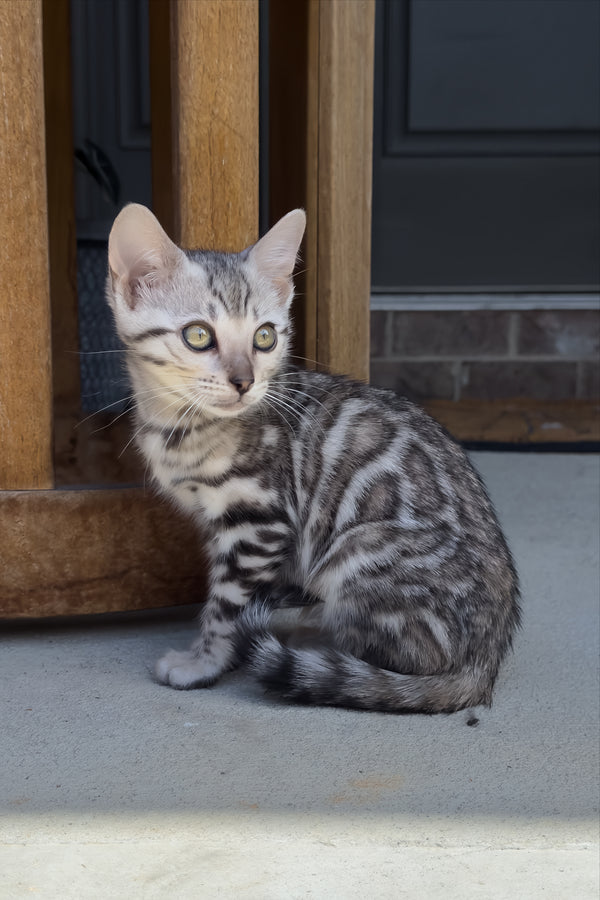 Serenelle | Bengal Kitten