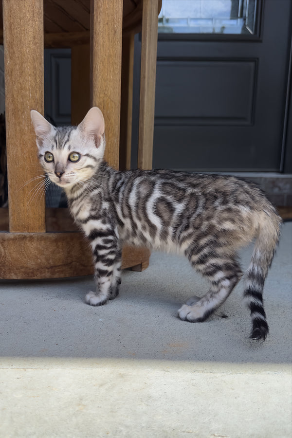 Serenelle | Bengal Kitten