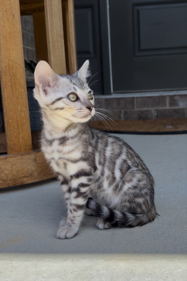 Serenelle | Bengal Kitten