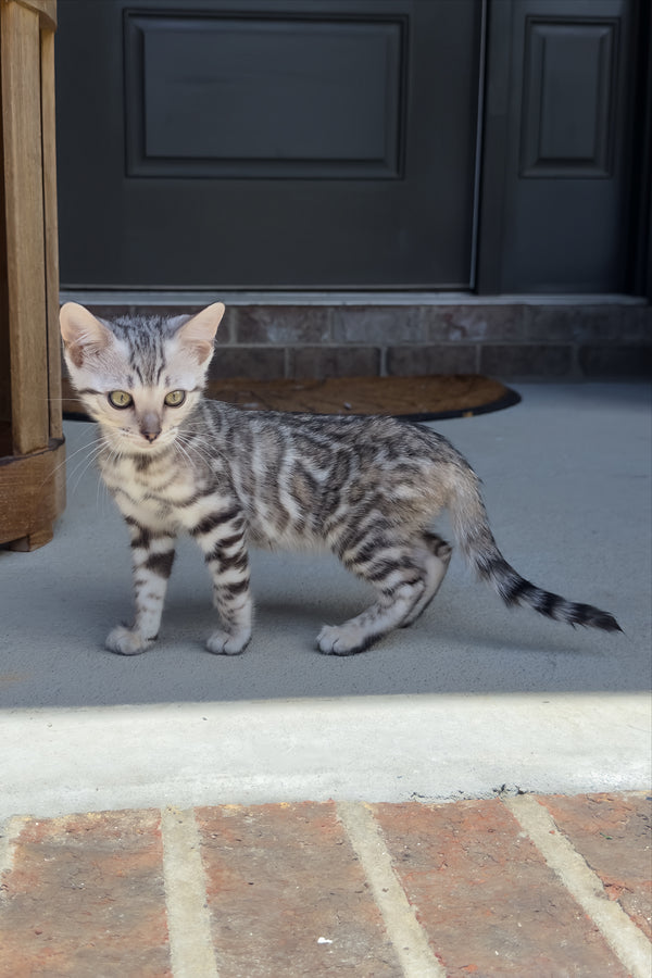 Serenelle | Bengal Kitten
