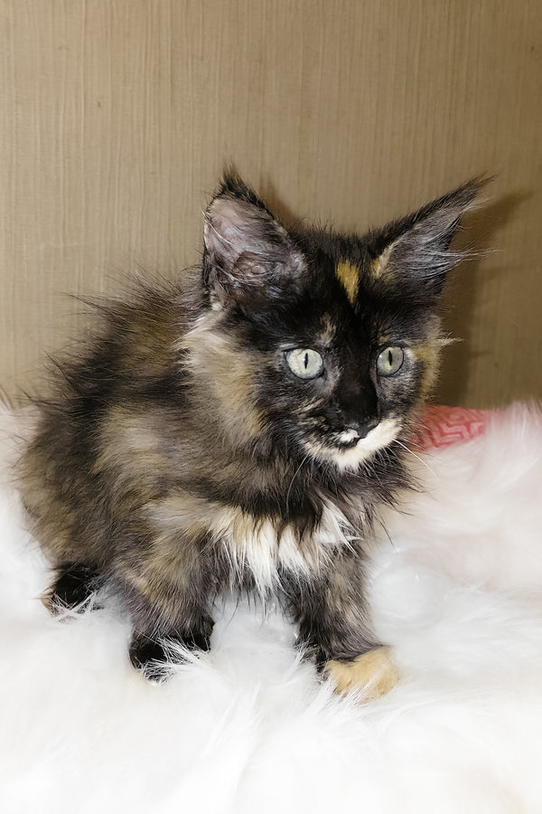 Shanel | Maine Coon Kitten
