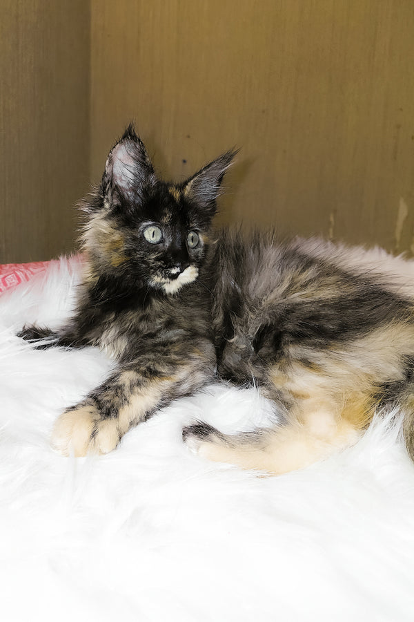 Shanel | Maine Coon Kitten
