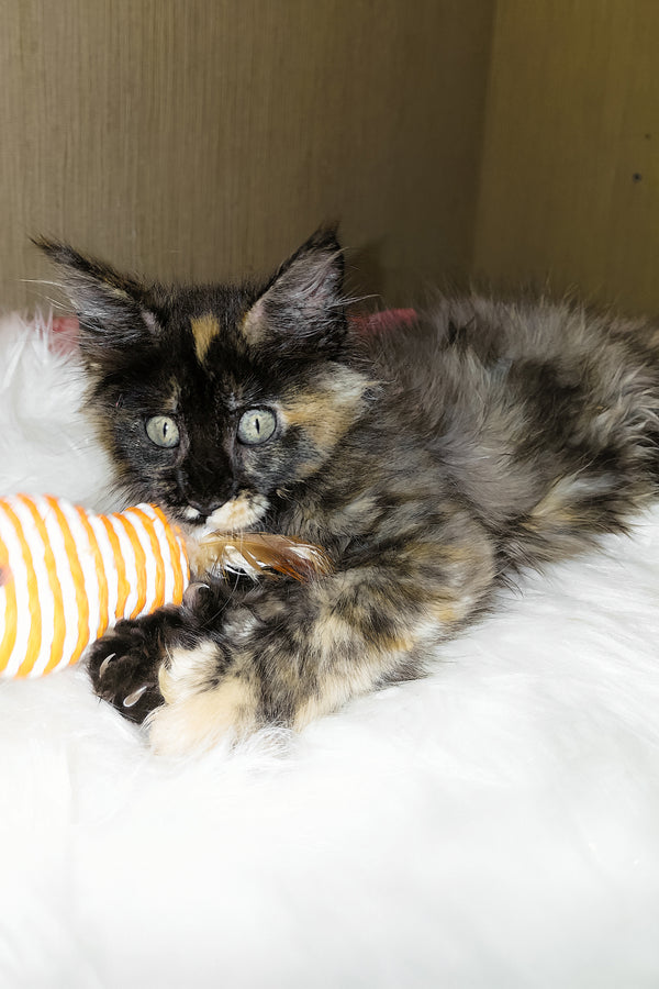 Shanel | Maine Coon Kitten
