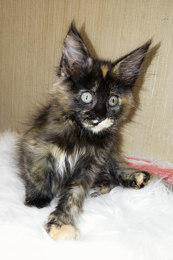 Shanel | Maine Coon Kitten