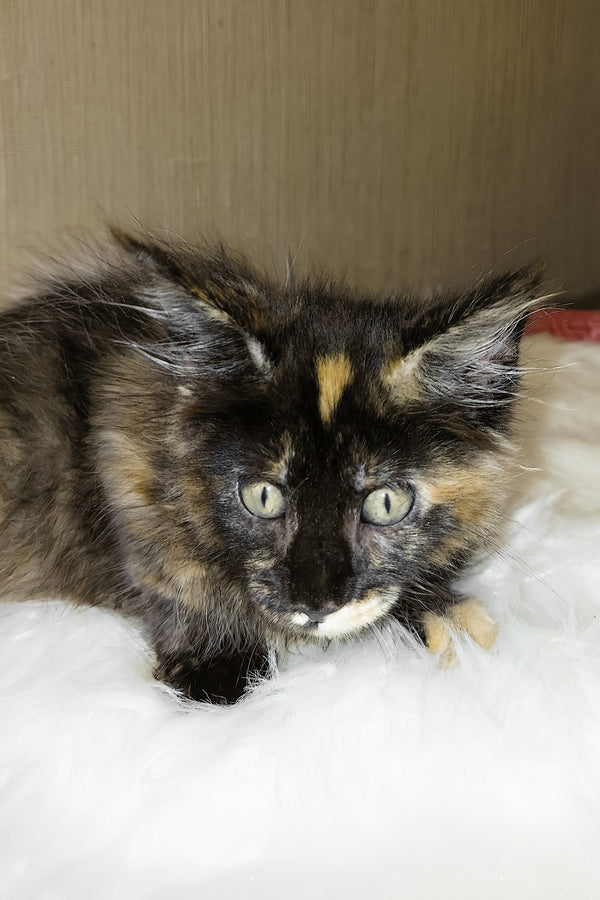 Shanel | Maine Coon Kitten