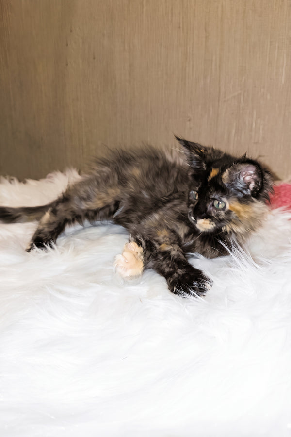 Shanel | Maine Coon Kitten