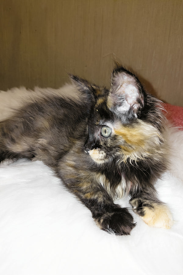 Shanel | Maine Coon Kitten
