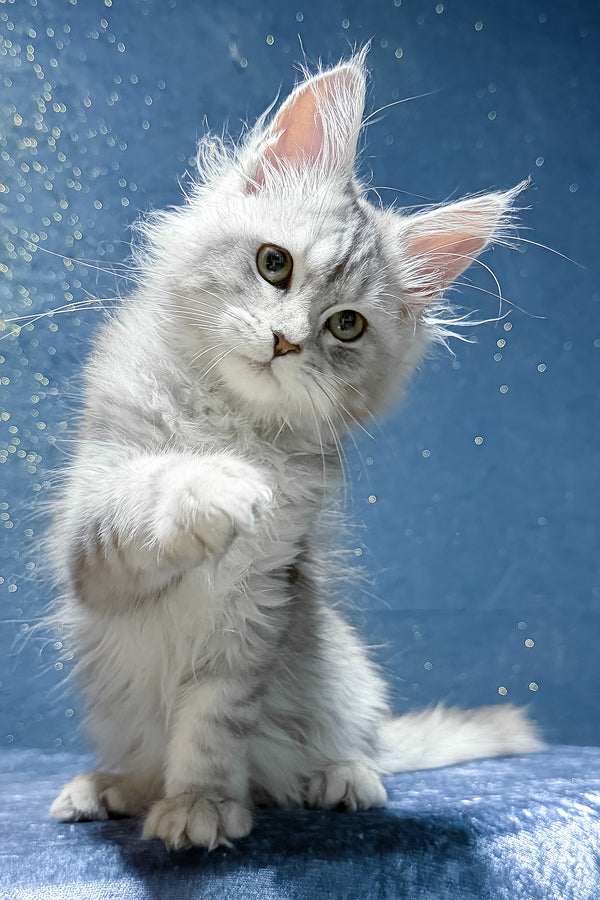 Sharmina | Maine Coon Kitten