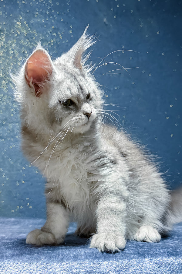 Sharmina | Maine Coon Kitten