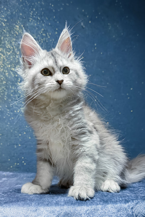 Sharmina | Maine Coon Kitten