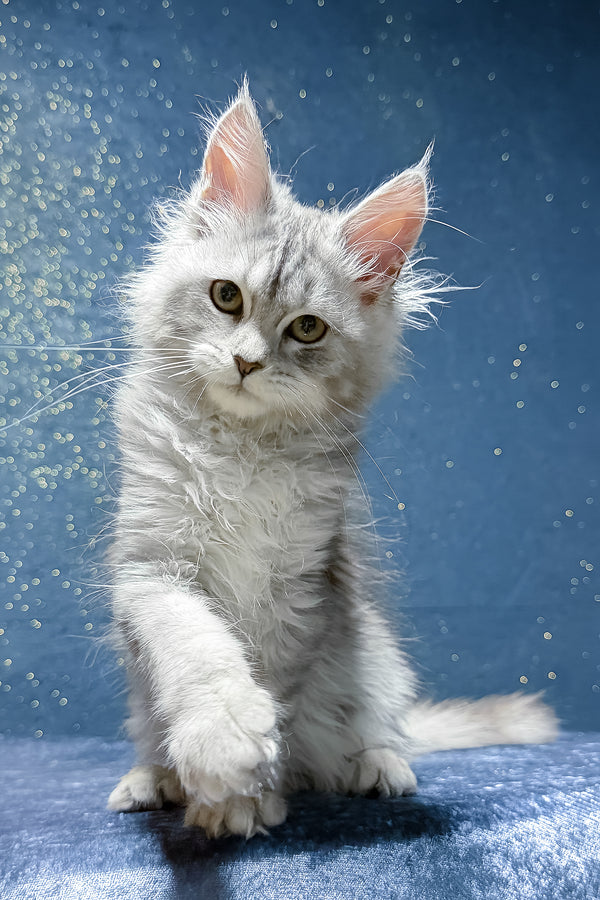 Sharmina | Maine Coon Kitten